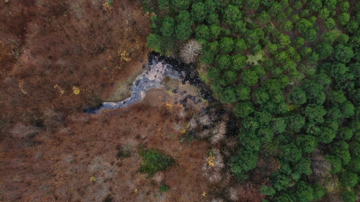 Şile’de Ormana Bırakılan Yüzlerce Otomobil Lastiği Havadan Görüntülendi