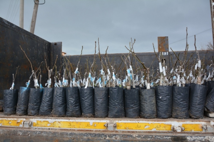 Yunusemre Belediyesinin Üreticilere Fidan Desteği Sürüyor