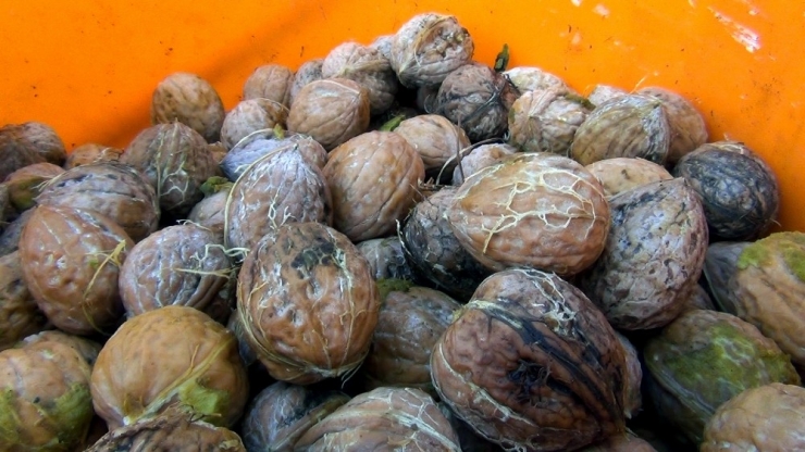 Oğuzlar Cevizi Coğrafi İşaret Tescili Aldı