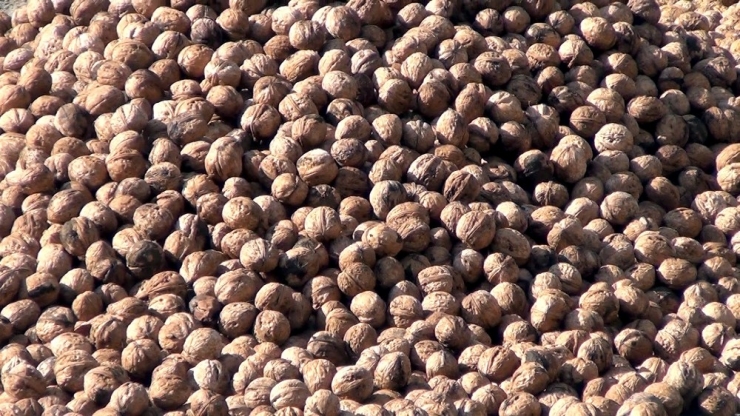 Oğuzlar Cevizi Coğrafi İşaret Tescili Aldı