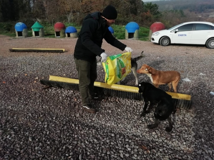 Kartepe Zabıtasından Sokak Hayvanlarına Şefkat Eli