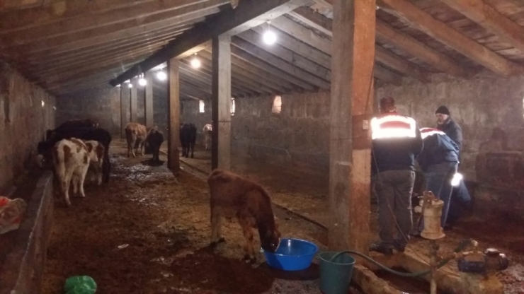 Ağrı’da Çalınan Hayvanlar Bulundu