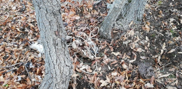 Bitlis’te İki Adet Eyp İmha Edildi