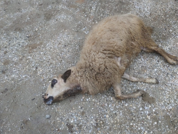 Kurtların Saldırdığı 3 Koyun Telef Oldu