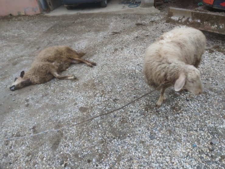 Kurtların Saldırdığı 3 Koyun Telef Oldu