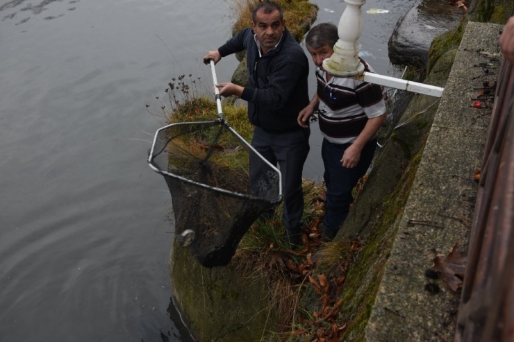 Kastamonu’da Gökırmak Nehrinde Ölü Balıklar Kıyıya Vurdu