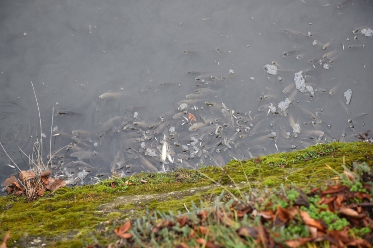 Kastamonu’da Gökırmak Nehrinde Ölü Balıklar Kıyıya Vurdu