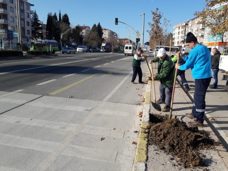 Kocaeli’de Yol Kenarlarındaki Boş Alanlar Ağaçlandırılıyor