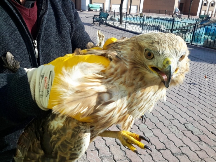 Yaralı Bulunan Şahin Koruma Altına Alındı