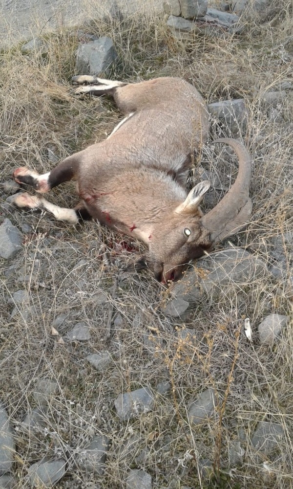 Tunceli’de Kaçak Avcılar, Dağ Keçisini Telef Etti