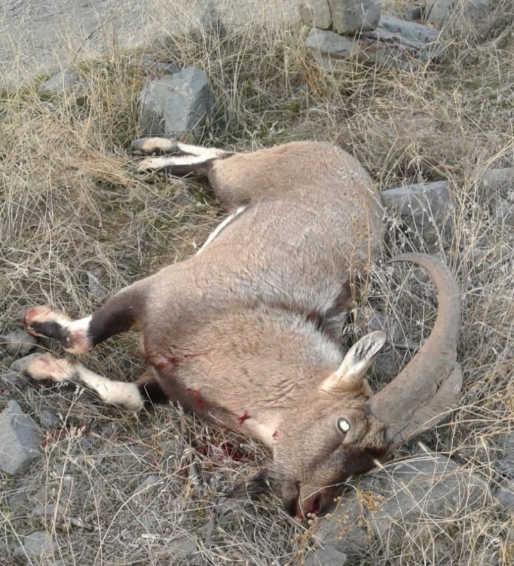 Tunceli’de Kaçak Avcılar, Dağ Keçisini Telef Etti