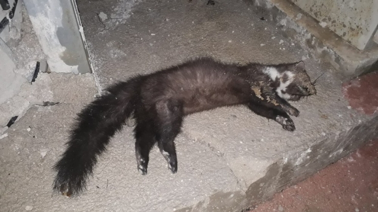 Isınmak İçin Elektrik Panosuna Giren Sansar Akıma Kapılıp Öldü