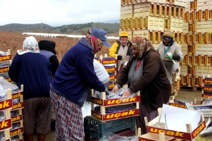 Yılbaşı Üzümleri Dalından Sofralara Ulaştırılacak
