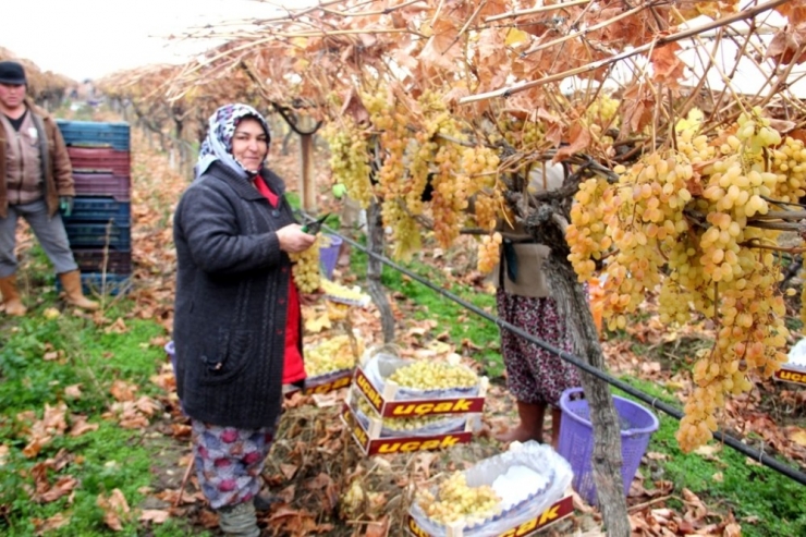 Yılbaşı Üzümleri Dalından Sofralara Ulaştırılacak