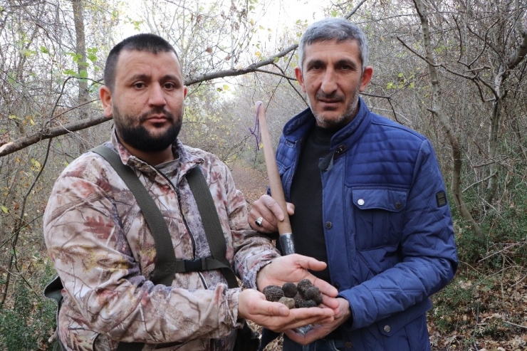 Trüf Mantarında ‘2 Bin Euro’ Balonu