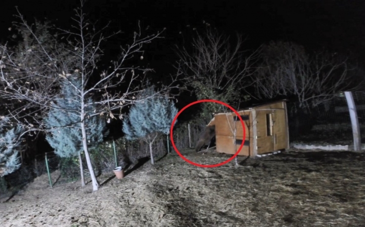 Koyunları Çalındı Sandı, Görüntüleri İzleyince Şoke Eden Gerçek Ortaya Çıktı