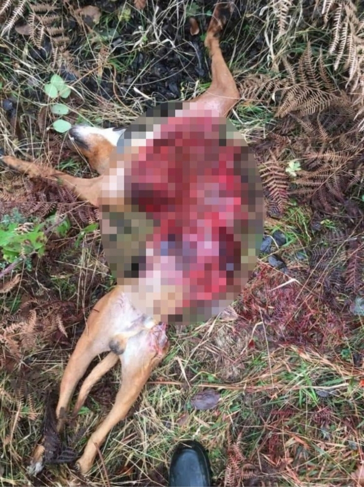 Aç Kalan Kurtlar, Av Köpeğini Telef Etti