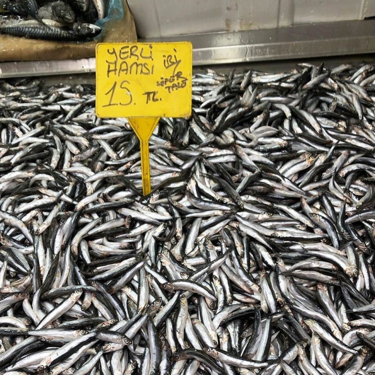 Balık Bu Sezon Yüz Güldürmedi