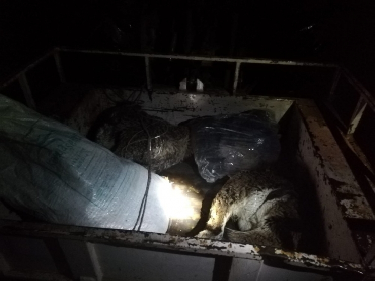 Dağ Keçilerini Vuran Baba-oğul Yakalandı, 50 Bin Tl Ceza Kesildi