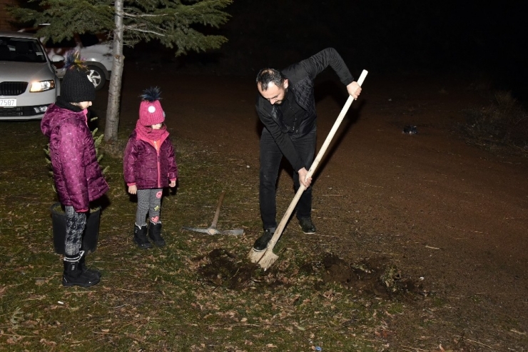 Yılbaşında Kesilen Ağaçlar İçin Yılın Son Dakikalarında Fidan Dikti