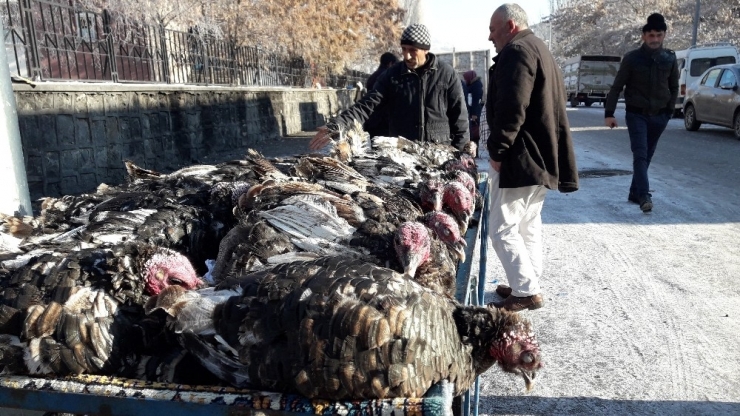 Kars’ta, Yılbaşı Hindileri El Yakıyor