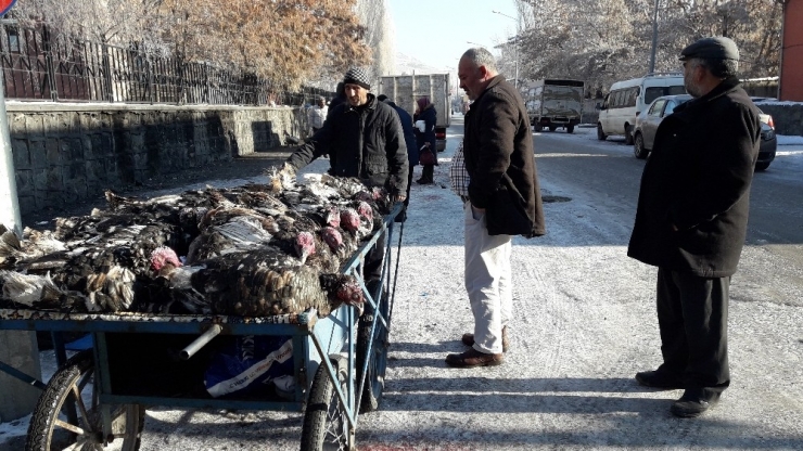 Kars’ta, Yılbaşı Hindileri El Yakıyor