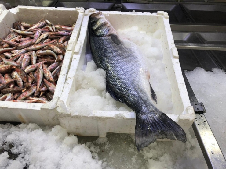 5 Kiloluk Levrek, 500 Liradan Satılıyor