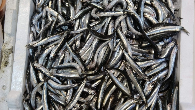 Beklenen Hamsi Gürcistan’dan Geldi