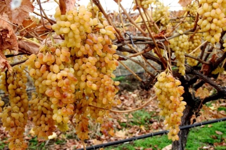 İstanbul’un Aralık Ayı Zam Şampiyonu Yaş Üzüm Oldu