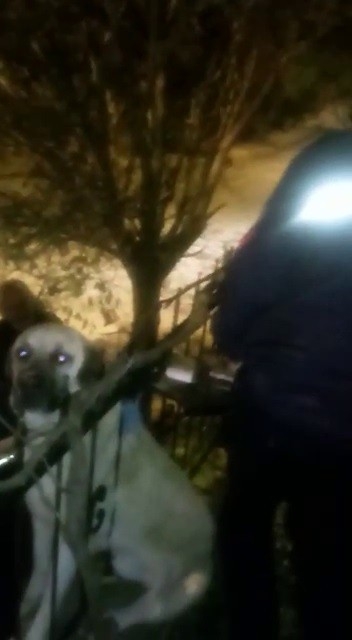 Korkuluklara Sıkışan Köpek Kurtarıldı