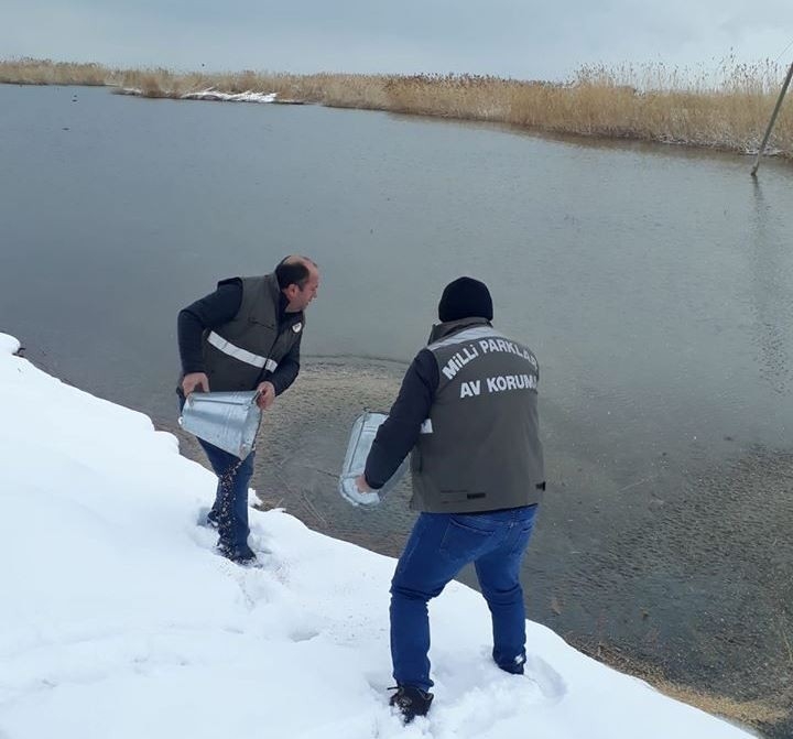 Van’da Yabani Hayvanlar İçin Yem Takviyesi