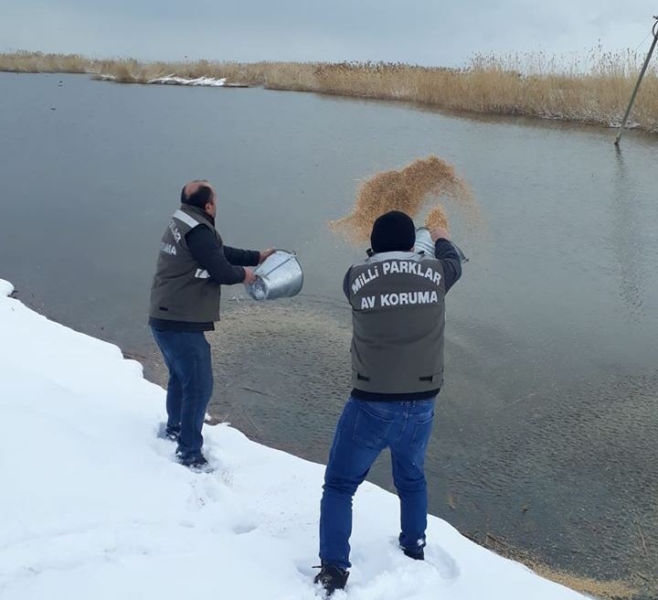 Van’da Yabani Hayvanlar İçin Yem Takviyesi