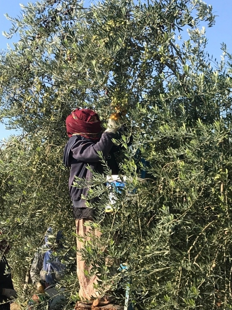 Maü’den Derik Halhalı Zeytini Projesi