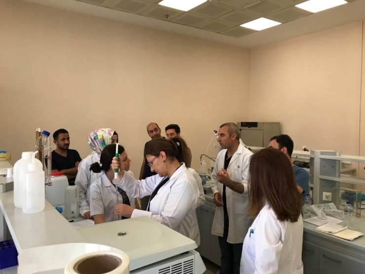 Maü’den Derik Halhalı Zeytini Projesi