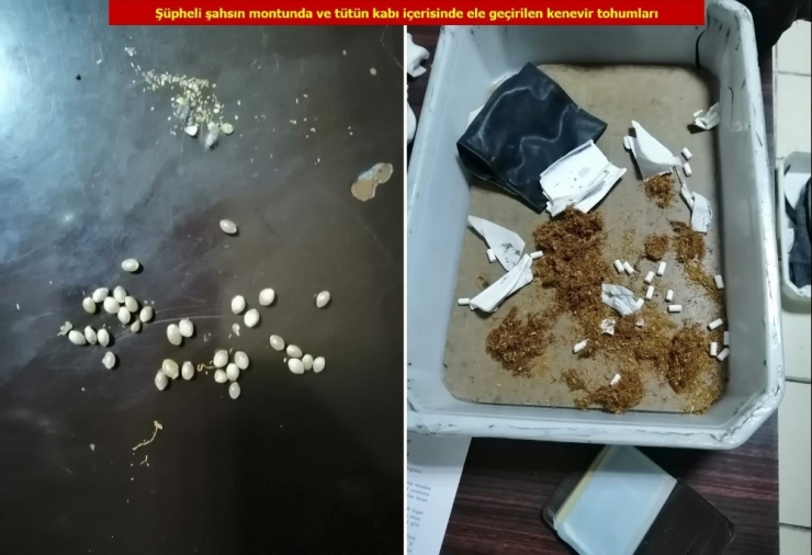 Uyuşturucudan Tutuklandı, Cezaevine Girerken Üzerinden Kenevir Tohumu Çıktı