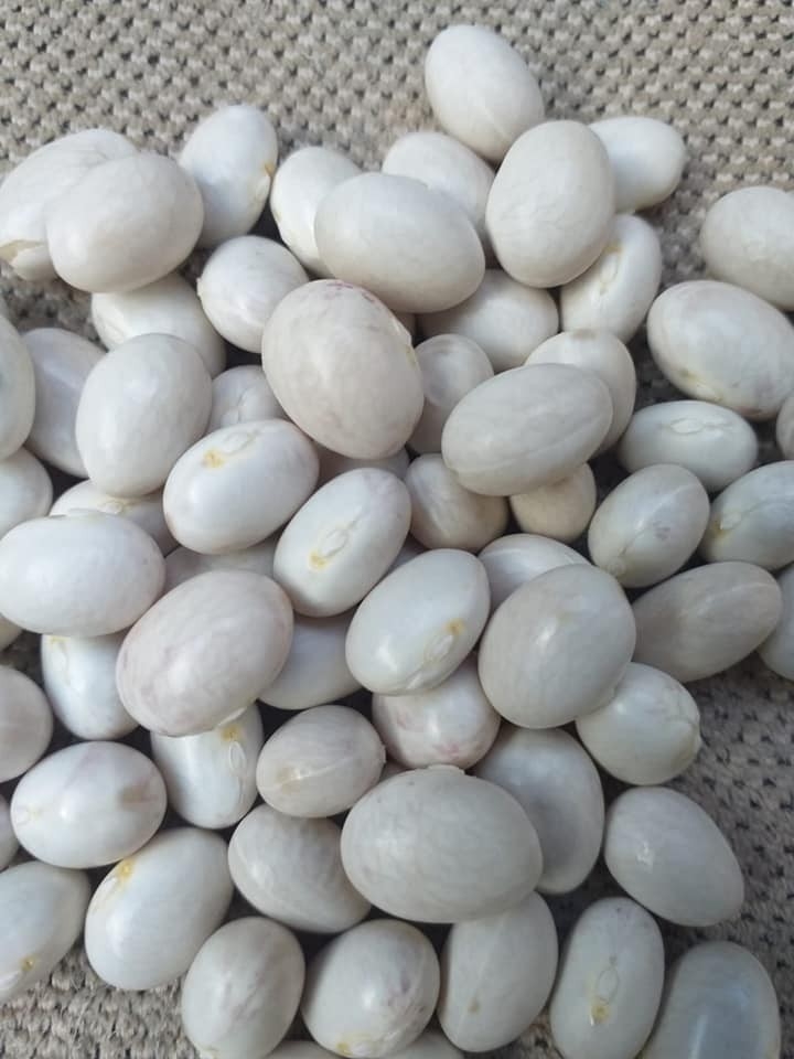 Kelkit Şeker Fasulyesi Coğrafi İşaretini Aldı