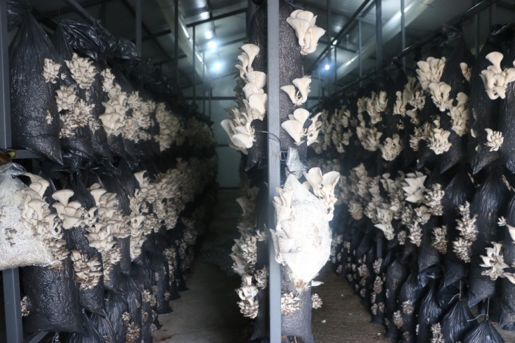 Arkadaşının Tavsiyesi İle Mantar Tesisi Kurdu