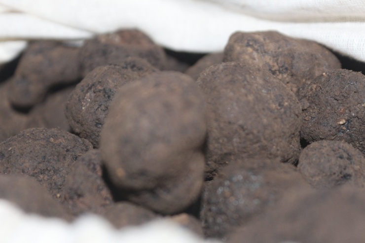 Trüf Mantarı Son Kez İhaleye Çıkarıldı