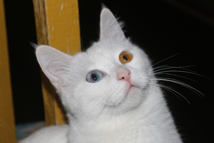 Her Aileye Bir Van Kedisi