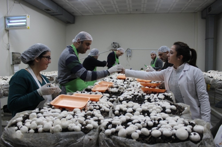 Engelli Öğrenciler Mantar Üretimine Başladı, Hedef Yılda 1,5 Ton