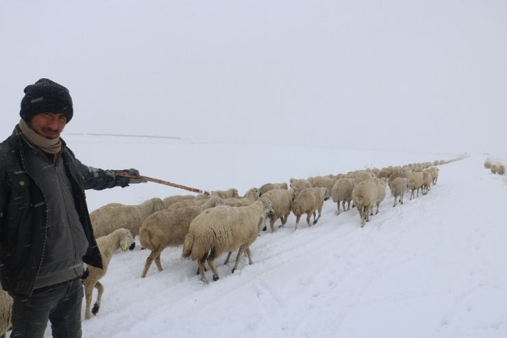 Sivas’ta Çobanların Zorlu Kış Mesaisi