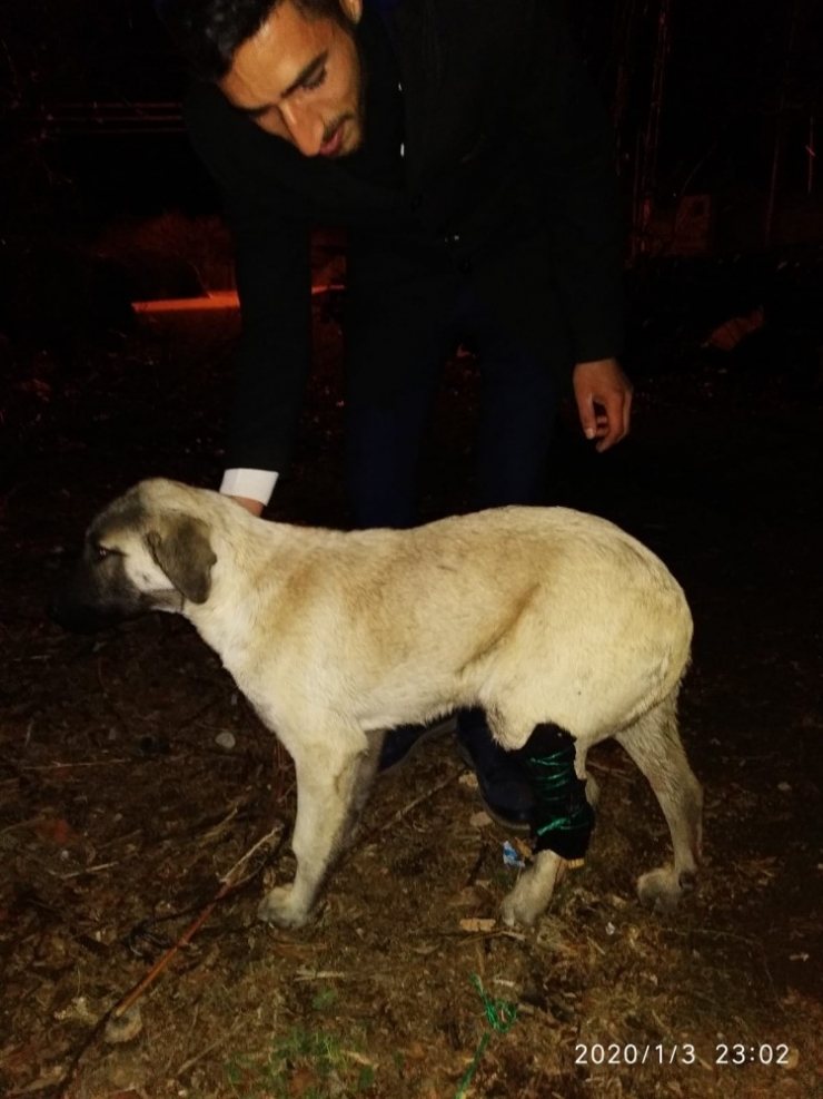 Tüfekle Ayağından Vurulan Köpeğe Şefkat Eli