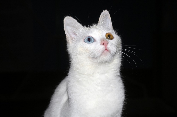 Her Aileye Bir Van Kedisi