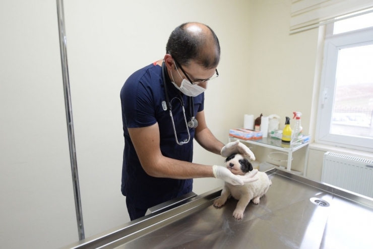 99 Can Dostu Sahiplendirildi