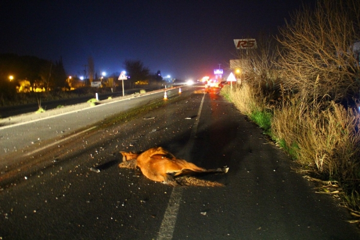 Başıboş Atlar, Sürücülerin Korkulu Rüyası Haline Geldi
