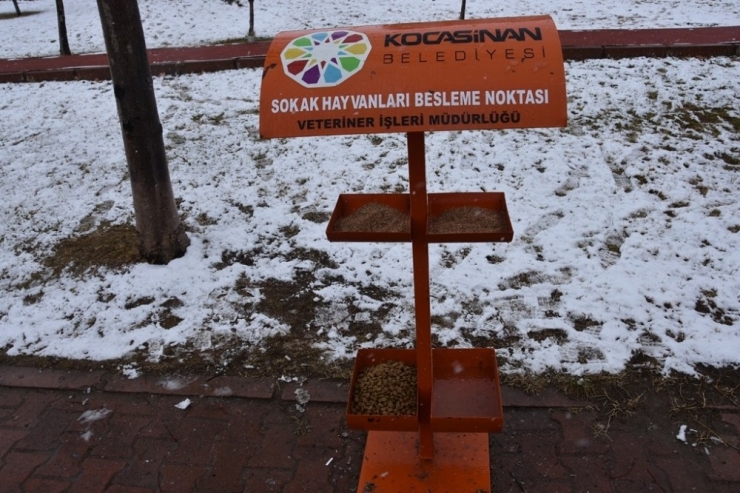 Kocasinan Belediyesi, Sokak Ve Yaban Hayvanlarını Unutmadı