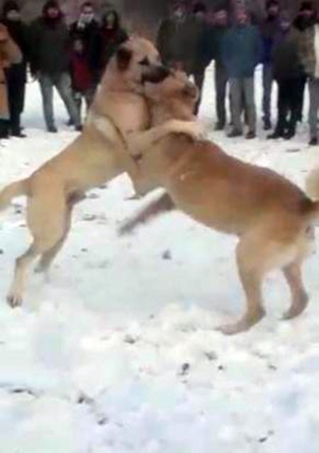 Konya’da Ormanda Köpek Dövüştüren Ve Bahis Oynayan 17 Kişiye Para Cezası