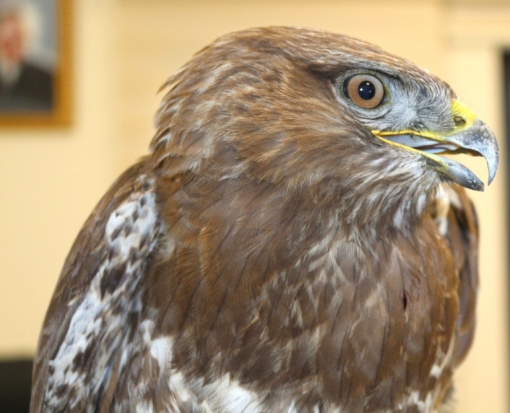 Yaralı Şahine Anında Müdahale