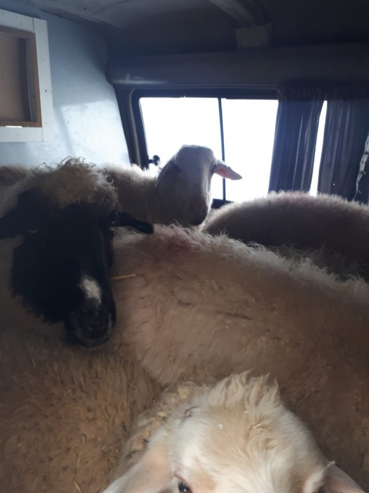 Jandarma Denetiminde Durdurulan Araçtan 15 Adet Küpesiz Koyun Çıktı