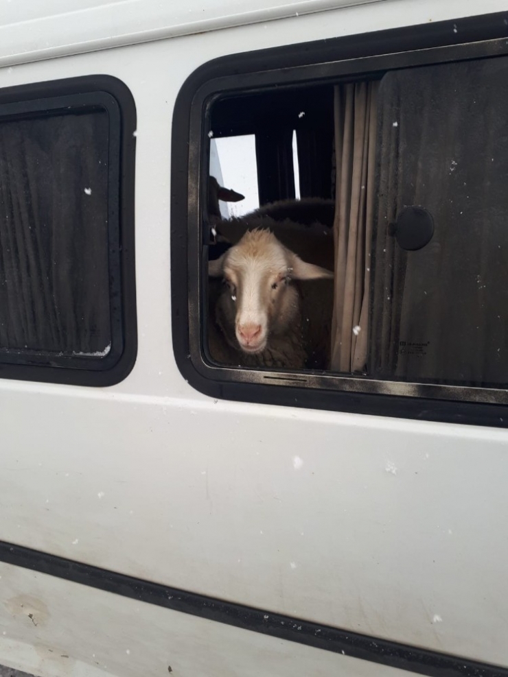 Jandarma Denetiminde Durdurulan Araçtan 15 Adet Küpesiz Koyun Çıktı